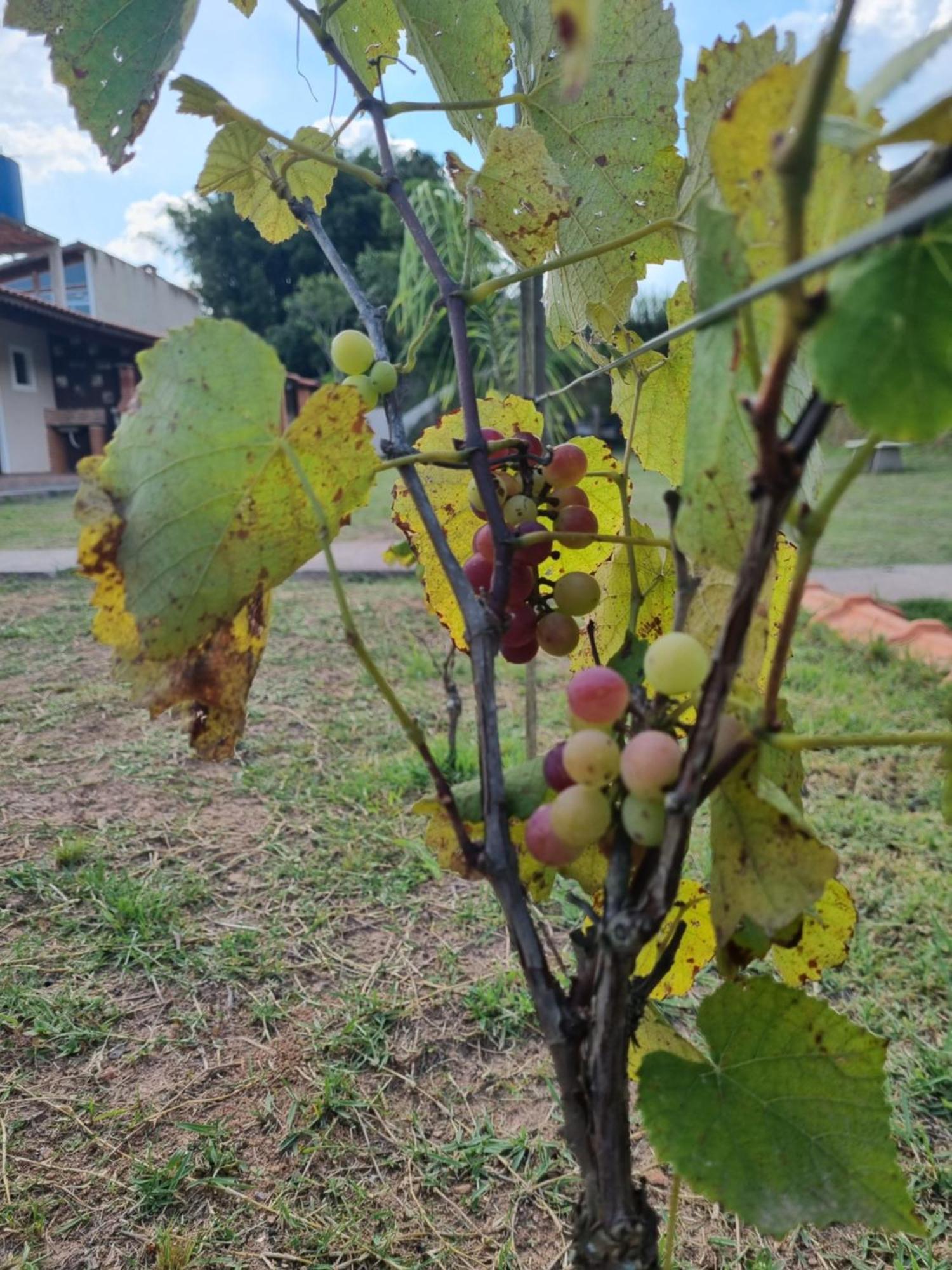 Vila Recanto Videira Rota Do Vinho São Roque Exteriér fotografie