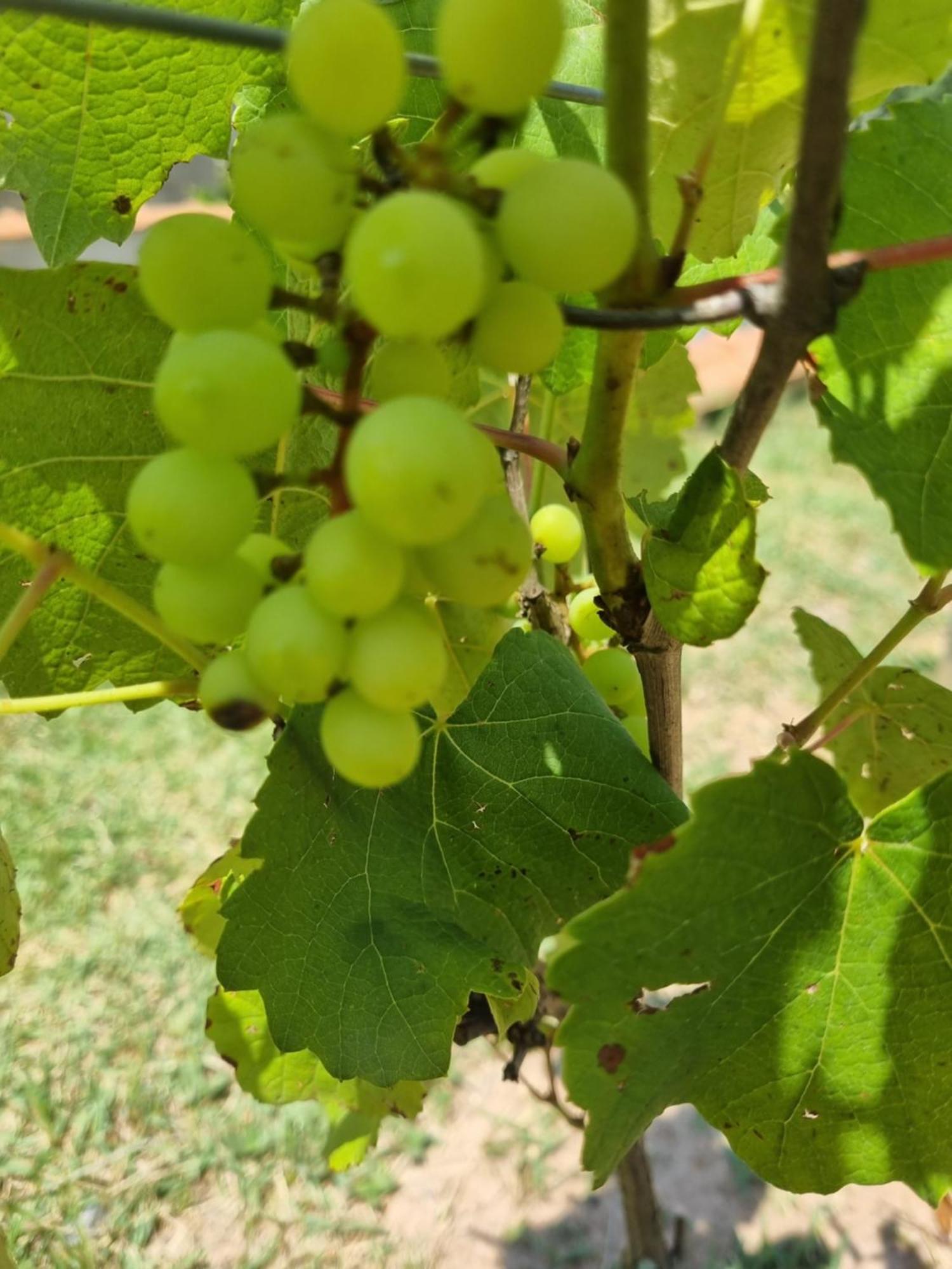 Vila Recanto Videira Rota Do Vinho São Roque Exteriér fotografie